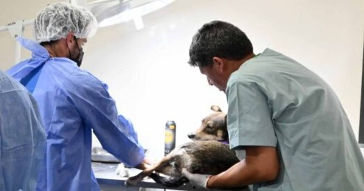 Continúa la campaña de castración, vacunación y registro de mascotas