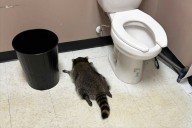 One too many shots? Raccoon passes out drunk after liquor