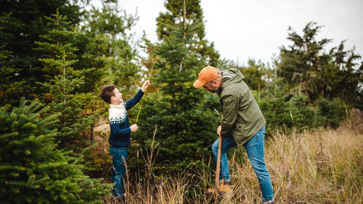 How To Prune A Christmas Tree To Be Shorter So It Fits In Your Space