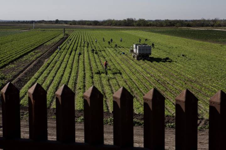 Trump aprueba un rescate de 12.000 millones de dólares para los agricultores golpeados por los aranceles