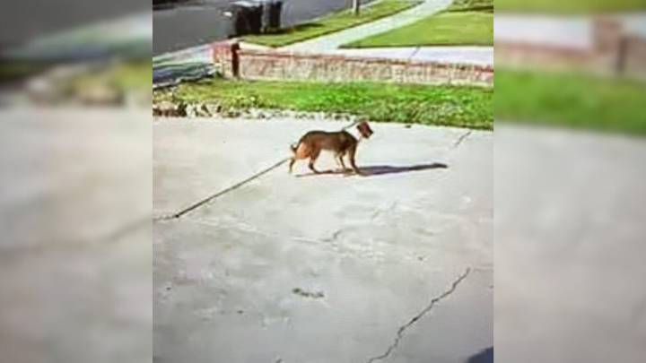 California Dog’s Struggle Ends After Kind Neighbor Helps Him Escape A Lonely Life