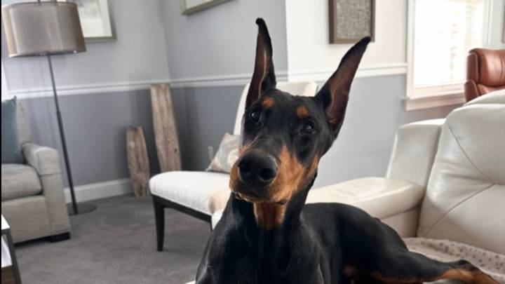 Show dog dies after handler leaves her in hot car, officials say