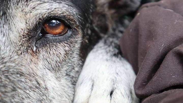 Crecen las denuncias por envenenamiento de animales en Zapala en medio de reclamos por fallas institucionales