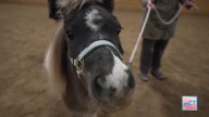CT LIVE: High Hopes Therapeutic Riding Center