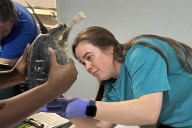 Audubon Aquarium Rescue treats 35 endangered sea turtles after cold spell