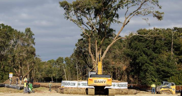 Old oak tree relocated for future Gather MTP centerpiece