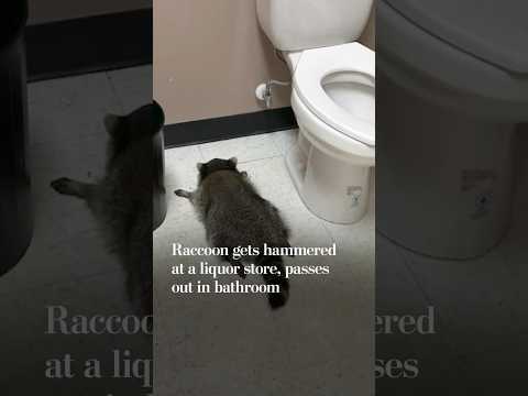 Raccoon gets hammered at liquor store, passes out in bathroom