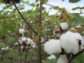 El ICA estableció fechas para temporada algodonera en el Meta