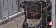 St. Louis braces for single-digit temperatures as animal shelter gets heating fixed