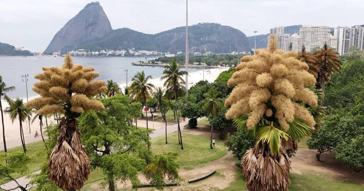 Rare talipot palms bloom in Rio de Janeiro park