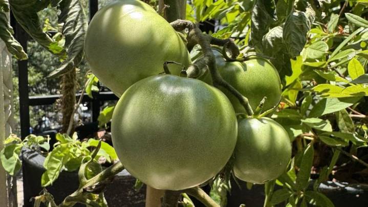 "El tomate peronista": la historia que compartió Cristina Kirchner para cuestionar al Gobierno de Milei