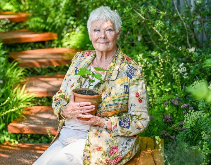 Cele|bitchy | Judi Dench ‘forgives’ Harvey Weinstein: ‘I imagine he’s done his time’
