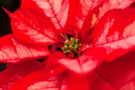 Nochebuena, tesoro natural de los campos mexicanos