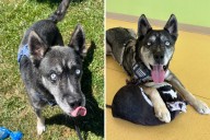 Tears As Husky Mix Returned Twice To Shelter, Then Comes Third Chance