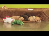 It's Giving Tuesday! San Diego nonprofits need your help