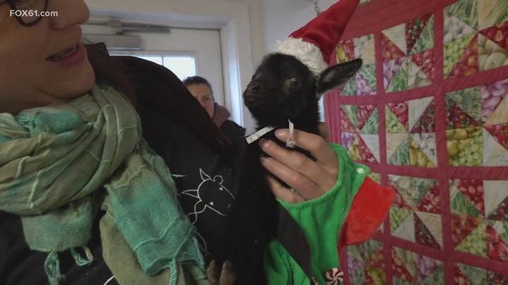Baby goats go to Connecticut just in time for Christmas