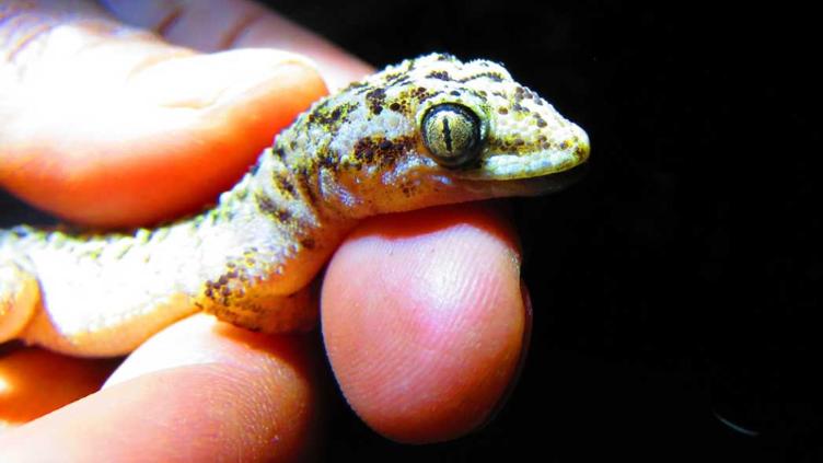 Descubrieron nueva especie de lagartija nocturna en México 📸