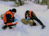 Gray wolves recovering naturally in Washington