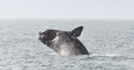 North Atlantic right whale calves being spotted off SC