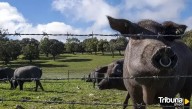 Alivio para el sector de Salamanca: Estados Unidos acepta la entrada de zonas libres de peste porcina