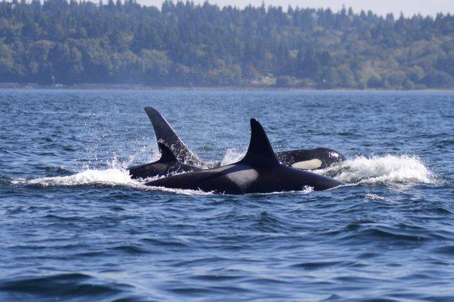 West Seattle Blog… | WEEK AHEAD: If Southern Resident Killer Whales are in local waters, Mark and Maya Sears likely are too. Hear from them at The Whale Trail’s winter gathering Thursday