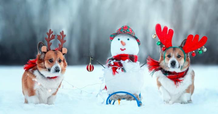Feliz NaviDog! There’s tail-wagging fun at these 6 North Texas holiday festivals for dogs