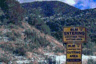 Save money by cutting down your own Christmas tree on BLM land for $1