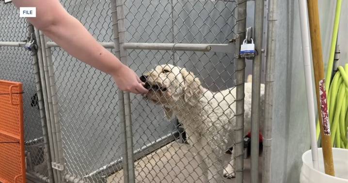 Copper Quill Haven to take over Canyon County animal services from West Valley Humane Society