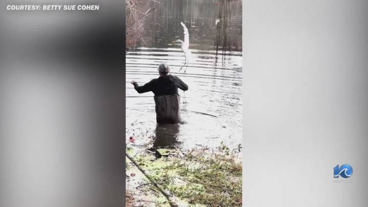 Great egret caught in fishing line rescued at Stumpy Lake in Virginia Beach