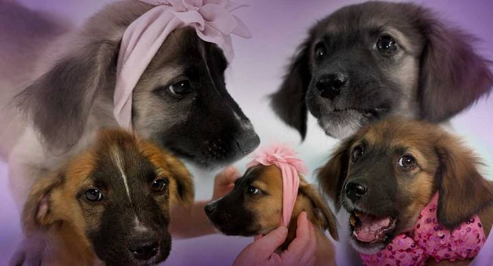 Dos cachorritas rescatadas buscan una familia en Hermosillo; sanas y cariñosas, están listas para adopción