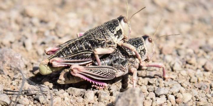 Patagonia en alerta: ¿cómo anticiparse a los brotes de tucura sapo?