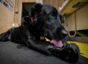 Dog with prosthetic paws inspires Ukrainian veterans recovering from wounds of war