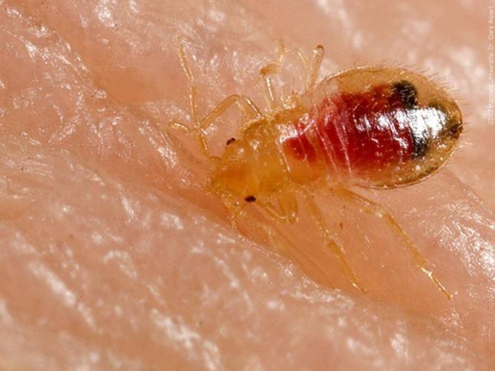 Bradley Central High School Provides Bed Bug Update