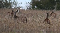 Iowa's latest efforts to slow spread of chronic wasting disease