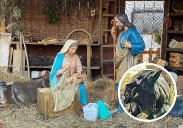 Una oreja de la mula, primera víctima del vandalismo navideño en León