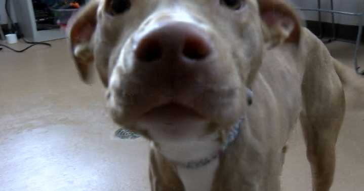 Meet Clementine: Cedar Bend's curious puppy needs a loving home