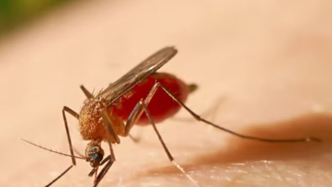 Alertan por el crecimiento de la fiebre amarilla en América Latina