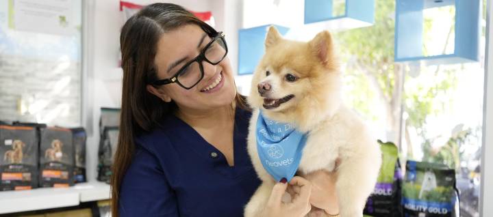 Uso de la pólvora, triste celebración que causa pánico ciego y muerte en las mascotas