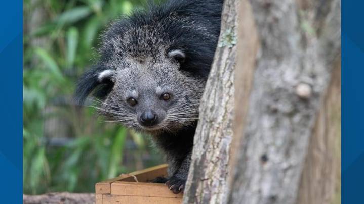 Smithsonian staff bitten while trying to weigh 12