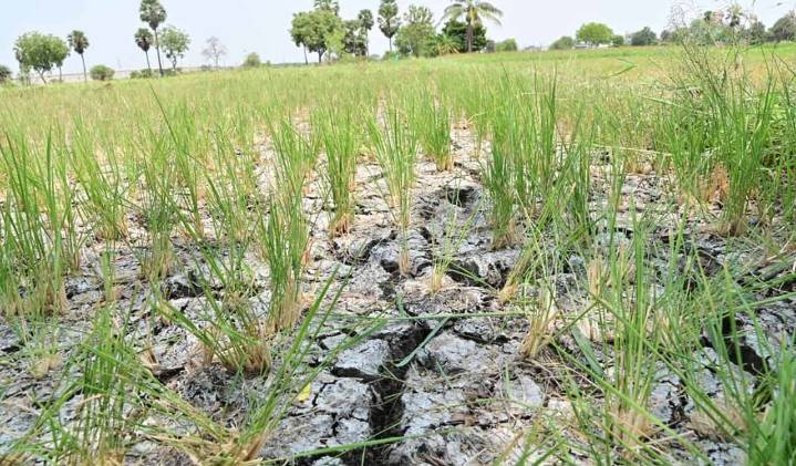 Telangana’s farm sector crisis: Of broken promises, mounting distress