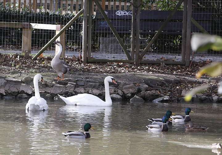 Segundo caso de gripe aviar en Gijón: otra de las ocas muertas en el parque de Isabel la Católica da positivo