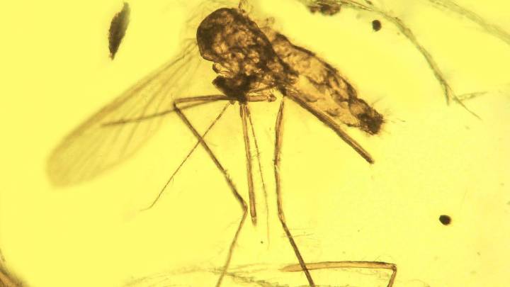 Fossils, genomes clash as scientists debate the mosquito’s origins