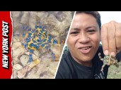 Shocking Moment Tourist Picks Up DEADLY Octopus