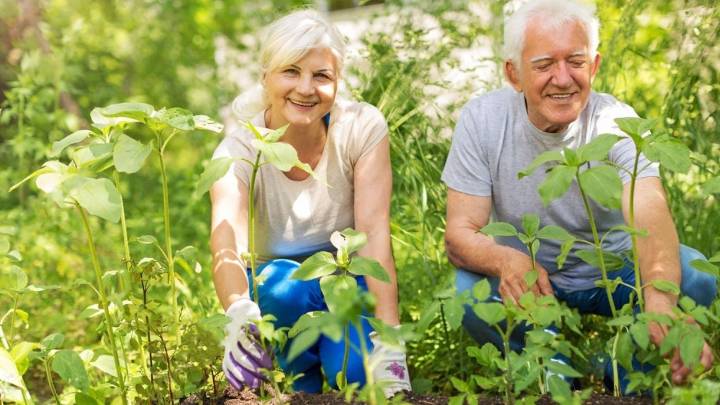 La planta que con solo olerla potencia la memoria y ayudar a prevenir el deterioro cognitivo