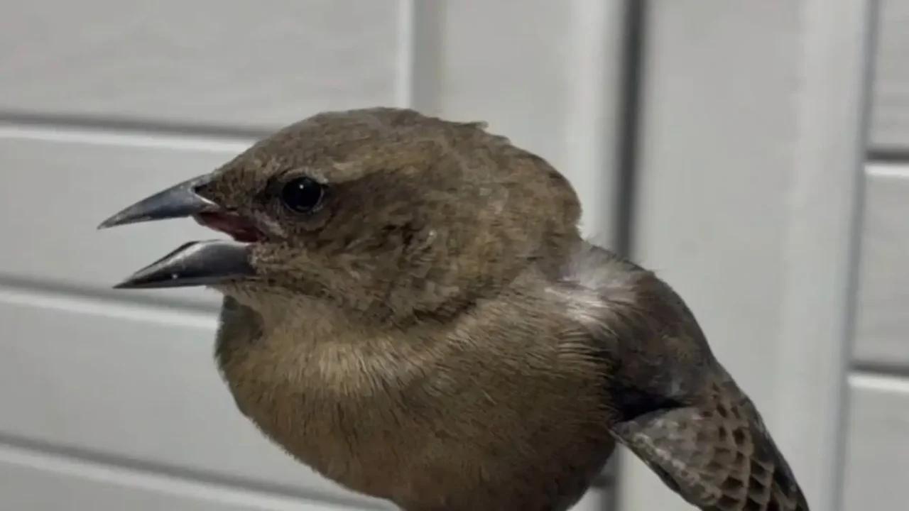 Revelan reporte de los primeros animales afectados por pólvora tras la alborada en Medellín