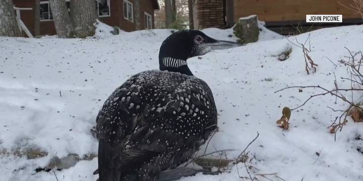 Trapped loon rescued on East Pond in Oakland Sunday