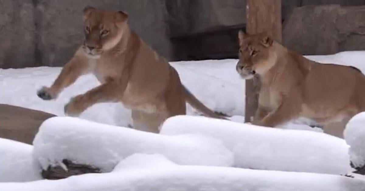 Lions caught on camera playing in first snow of the season