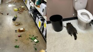 A raccoon ransacked a liquor store, got drunk, then passed out in the bathroom