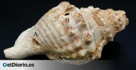 Han encontrado caracolas usadas como trompetas en minas neolíticas de Catalunya: podrían ser los primeros instrumentos de comunicación de la Península Ibérica