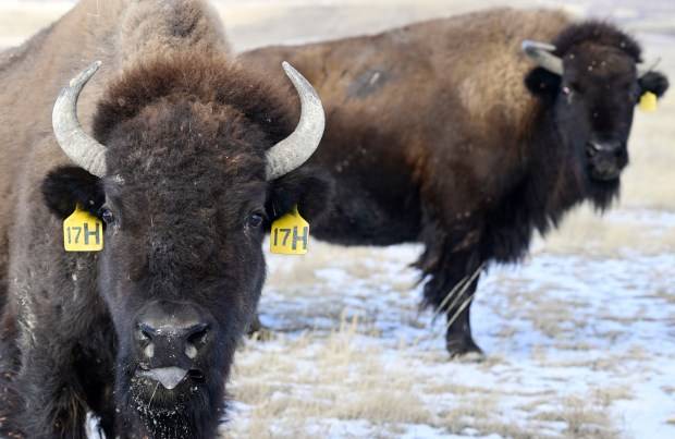 Larimer County bison herd helps shepherd purebred bison around the United States